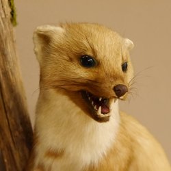 Steinmarder Marder auf Ast offener Fang Präparat Deko Tierpräparat 89.5.226