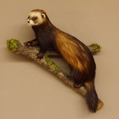 Iltis Tier Präparat Höhe 42 cm auf Holzstamm Tierpräparat taxidermy 89.4.75