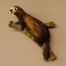 Iltis Tier Präparat Höhe 42 cm auf Holzstamm Tierpräparat taxidermy 89.4.75