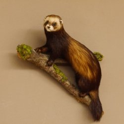 Iltis Tier Präparat Höhe 42 cm auf Holzstamm Tierpräparat taxidermy 89.4.75