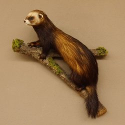Iltis Tier Präparat Höhe 42 cm auf Holzstamm Tierpräparat taxidermy 89.4.75