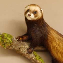 Iltis Tier Präparat Höhe 42 cm auf Holzstamm Tierpräparat taxidermy 89.4.75