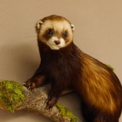 Iltis Tier Präparat Höhe 42 cm auf Holzstamm Tierpräparat taxidermy 89.4.75