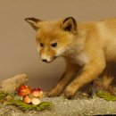Fuchs junger Rotfuchs laufend auf Dekoplatte Präparat Tierpräparat Tiertrophäe 89.8.179