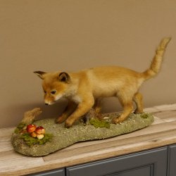 Fuchs junger Rotfuchs laufend auf Dekoplatte Präparat Tierpräparat Tiertrophäe 89.8.179