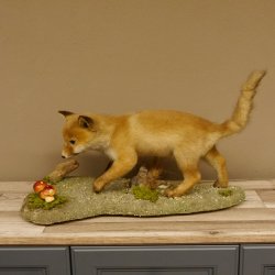 Fuchs junger Rotfuchs laufend auf Dekoplatte Präparat Tierpräparat Tiertrophäe 89.8.179