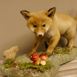 Fuchs junger Rotfuchs laufend auf Dekoplatte Präparat Tierpräparat Tiertrophäe 89.8.179