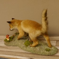 Fuchs junger Rotfuchs laufend auf Dekoplatte Präparat Tierpräparat Tiertrophäe 89.8.179