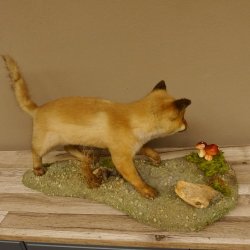 Fuchs junger Rotfuchs laufend auf Dekoplatte Präparat Tierpräparat Tiertrophäe 89.8.179