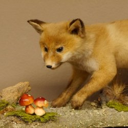 Fuchs junger Rotfuchs laufend auf Dekoplatte Präparat Tierpräparat Tiertrophäe 89.8.179
