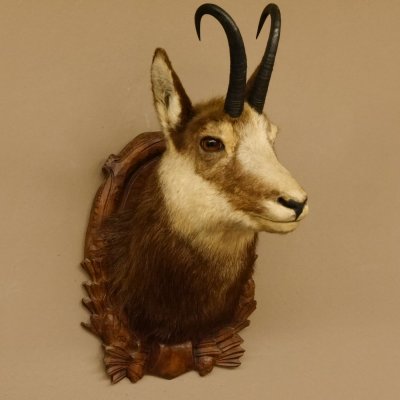 Gams Gamskopf Gamshaupt Gemse HL 23,2+23,5 cm Kopf Präparat Haupt auf Trophäenschild 85.13.67