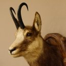 Gams Gamskopf Gamshaupt Gemse HL 23,2+23,5 cm Kopf Präparat Haupt auf Trophäenschild 85.13.67