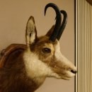 Gams Gamskopf Gamshaupt Gemse HL 23,2+23,5 cm Kopf Präparat Haupt auf Trophäenschild 85.13.67