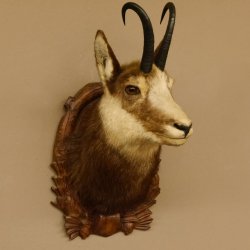 Gams Gamskopf Gamshaupt Gemse HL 23,2+23,5 cm Kopf Präparat Haupt auf Trophäenschild 85.13.67