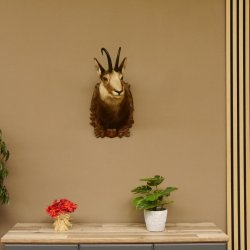 Gams Gamskopf Gamshaupt Gemse HL 23,2+23,5 cm Kopf Präparat Haupt auf Trophäenschild 85.13.67