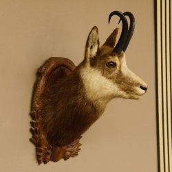 Gams Gamskopf Gamshaupt Gemse HL 23,2+23,5 cm Kopf Präparat Haupt auf Trophäenschild 85.13.67