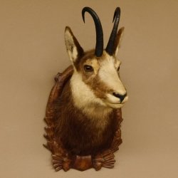 Gams Gamskopf Gamshaupt Gemse HL 23,2+23,5 cm Kopf Präparat Haupt auf Trophäenschild 85.13.67