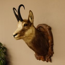 Gams Gamskopf Gamshaupt Gemse HL 23,2+23,5 cm Kopf Präparat Haupt auf Trophäenschild 85.13.67