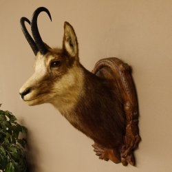 Gams Gamskopf Gamshaupt Gemse HL 23,2+23,5 cm Kopf Präparat Haupt auf Trophäenschild 85.13.67