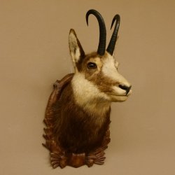 Gams Gamskopf Gamshaupt Gemse HL 23,2+23,5 cm Kopf Präparat Haupt auf Trophäenschild 85.13.67