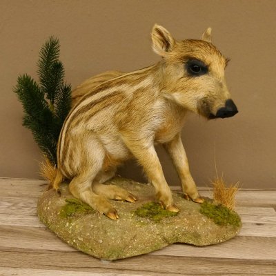 Frischling Ganzpräparat Höhe 39 cm sitzend auf Dekoplatte Wildschwein Präparat Deko 34.2.34