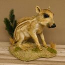 Frischling Ganzpräparat Höhe 39 cm sitzend auf Dekoplatte Wildschwein Präparat Deko 34.2.34