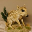 Frischling Ganzpräparat Höhe 39 cm sitzend auf Dekoplatte Wildschwein Präparat Deko 34.2.34