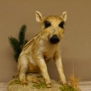 Frischling Ganzpräparat Höhe 39 cm sitzend auf Dekoplatte Wildschwein Präparat Deko 34.2.34