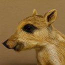 Frischling Ganzpräparat Höhe 39 cm sitzend auf Dekoplatte Wildschwein Präparat Deko 34.2.34