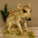 Frischling Ganzpräparat Höhe 39 cm sitzend auf Dekoplatte Wildschwein Präparat Deko 34.2.34