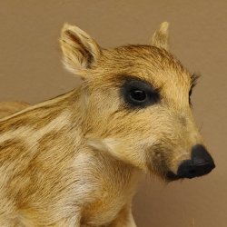 Frischling Ganzpräparat Höhe 39 cm sitzend auf Dekoplatte Wildschwein Präparat Deko 34.2.34