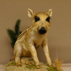 Frischling Ganzpräparat Höhe 39 cm sitzend auf Dekoplatte Wildschwein Präparat Deko 34.2.34