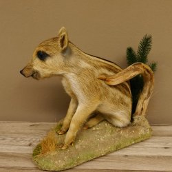 Frischling Ganzpräparat Höhe 39 cm sitzend auf Dekoplatte Wildschwein Präparat Deko 34.2.34