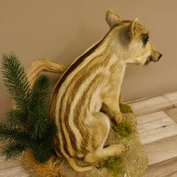 Frischling Ganzpräparat Höhe 39 cm sitzend auf Dekoplatte Wildschwein Präparat Deko 34.2.34