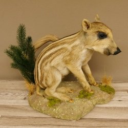 Frischling Ganzpräparat Höhe 39 cm sitzend auf Dekoplatte Wildschwein Präparat Deko 34.2.34