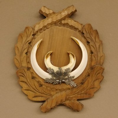 Wildschweinwaffen (Sus scrofa) Keilerwaffen max. 17,5 cm Trophäe Keiler Gewaff Trophäenschild