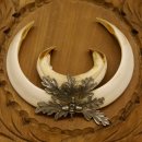 Wildschweinwaffen (Sus scrofa) Keilerwaffen max. 17,5 cm Trophäe Keiler Gewaff Trophäenschild