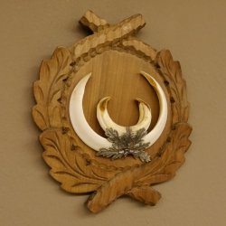 Wildschweinwaffen (Sus scrofa) Keilerwaffen max. 17,5 cm Trophäe Keiler Gewaff Trophäenschild