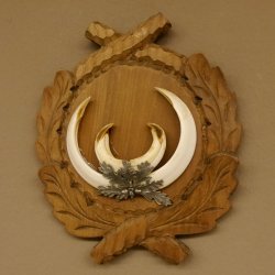 Wildschweinwaffen (Sus scrofa) Keilerwaffen max. 17,5 cm Trophäe Keiler Gewaff Trophäenschild