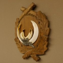 Wildschweinwaffen (Sus scrofa) Keilerwaffen max. 17,5 cm Trophäe Keiler Gewaff Trophäenschild