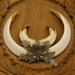 Wildschweinwaffen (Sus scrofa) Keilerwaffen max. 17,5 cm Trophäe Keiler Gewaff Trophäenschild