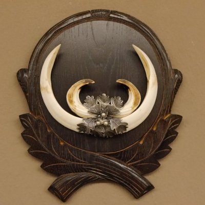 Wildschweinwaffen (Sus scrofa) Keilerwaffen max. 19,7 cm Trophäe Keiler Gewaff Trophäenschild