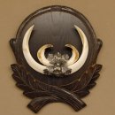 Wildschweinwaffen (Sus scrofa) Keilerwaffen max. 19,7 cm Trophäe Keiler Gewaff Trophäenschild