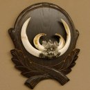 Wildschweinwaffen (Sus scrofa) Keilerwaffen max. 19,7 cm Trophäe Keiler Gewaff Trophäenschild