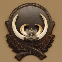 Wildschweinwaffen (Sus scrofa) Keilerwaffen max. 19,7 cm Trophäe Keiler Gewaff Trophäenschild