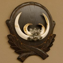 Wildschweinwaffen (Sus scrofa) Keilerwaffen max. 19,7 cm Trophäe Keiler Gewaff Trophäenschild