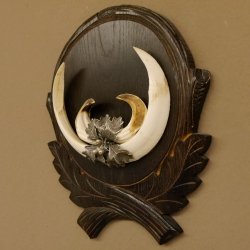 Wildschweinwaffen (Sus scrofa) Keilerwaffen max. 19,7 cm Trophäe Keiler Gewaff Trophäenschild