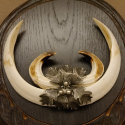 Wildschweinwaffen (Sus scrofa) Keilerwaffen max. 19,7 cm Trophäe Keiler Gewaff Trophäenschild