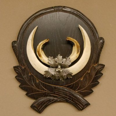 Wildschweinwaffen (Sus scrofa) Keilerwaffen max. 20 cm Note 1, Trophäe Keiler Gewaff Trophäenschild