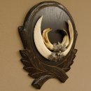 Wildschweinwaffen (Sus scrofa) Keilerwaffen max. 20 cm Note 1, Trophäe Keiler Gewaff Trophäenschild